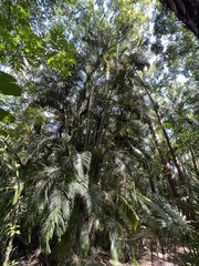 Image of Dypsis lutescens