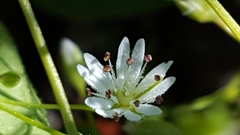 Stellaria longifolia