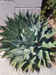 Agave inaequidens