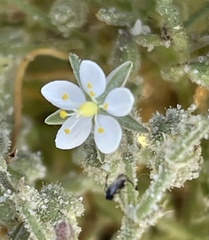 Spergularia macrotheca leucantha