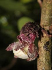 Glossoloma pedunculatum