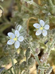 Spergularia macrotheca leucantha