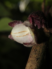 Glossoloma pedunculatum
