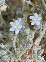 Spergularia macrotheca leucantha