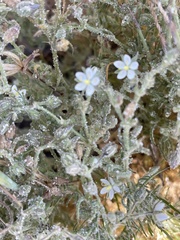 Spergularia macrotheca leucantha