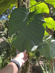 Epipremnum aureum