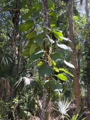 Epipremnum aureum