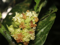 Notopleura panamensis image