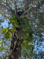 Epipremnum aureum
