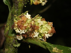 Notopleura panamensis