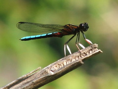 Platycypha caligata caligata