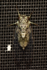 Neocicada hieroglyphica