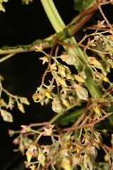 Hoffmannia amplexifolia