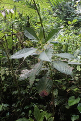 Hoffmannia amplexifolia