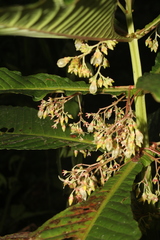 Hoffmannia amplexifolia