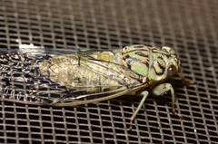 Neocicada hieroglyphica