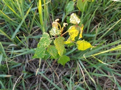 Toxicodendron radicans image