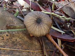 Entoloma violaceocoeruleum
