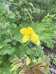 Chelidonium majus