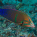 Yellowtail Coris - Photo (c) Mark Rosenstein, some rights reserved (CC BY-NC-SA)