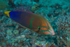 Yellowtail Coris - Photo (c) Mark Rosenstein, some rights reserved (CC BY-NC)
