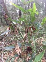 Platylobium parviflorum
