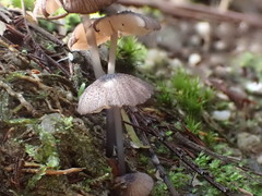 Entoloma violaceocoeruleum