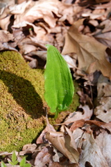 Symplocarpus foetidus