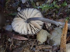 Entoloma violaceocoeruleum