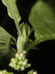 Notopleura costaricensis image