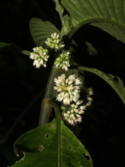 Notopleura costaricensis