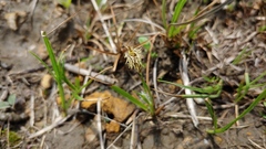 Carex meadii