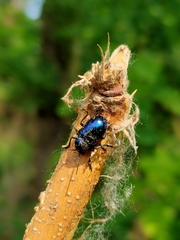 Chrysochus chinensis
