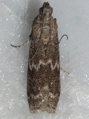 Eurythmia angulella