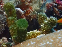 Tydemania expeditionis