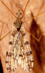 Limnophila angustula