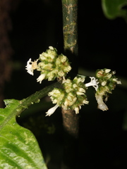 Notopleura costaricensis
