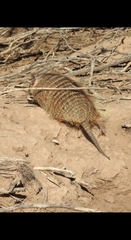 Chaetophractus vellerosus