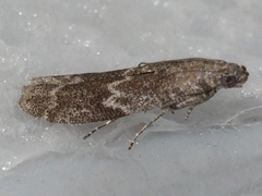 Eurythmia angulella