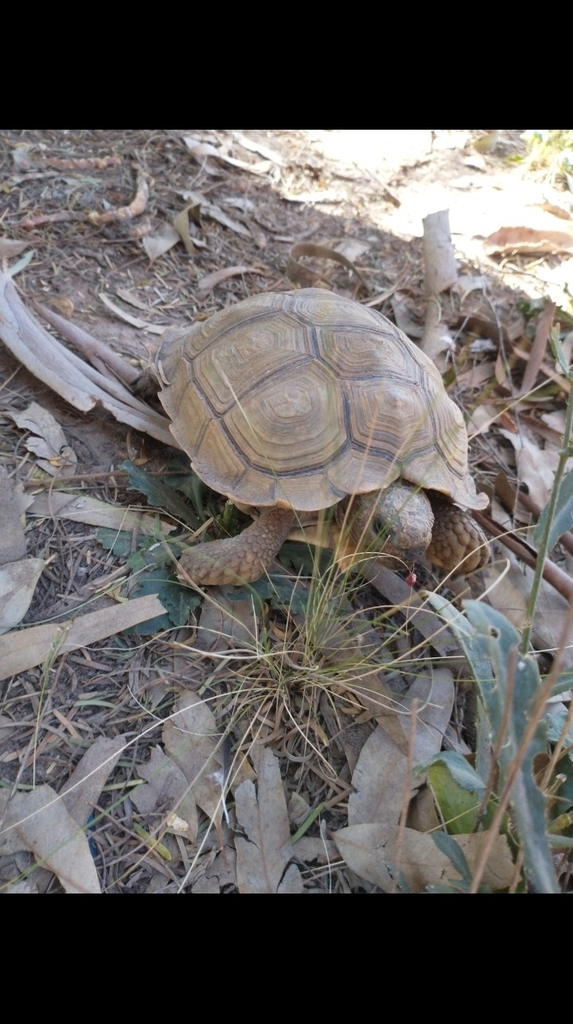 Chaco Tortoise In May 2022 By Belenbattistella . Poseia Un Agujero En 