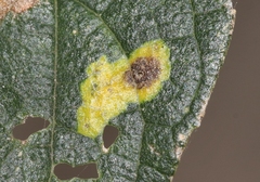 Phyllonorycter celtisella