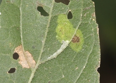 Phyllonorycter celtisella