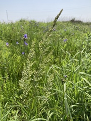 Sphenopholis intermedia