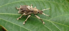 Episomus chinensis