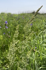 Sphenopholis intermedia