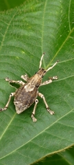 Episomus chinensis