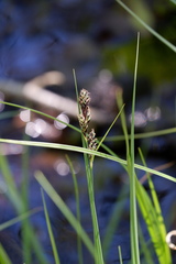 Carex buxbaumii