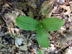 Cypripedium parviflorum pubescens