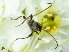 Molorchus bimaculatus