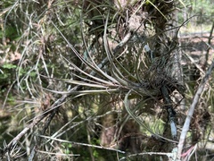 Tillandsia × smalliana